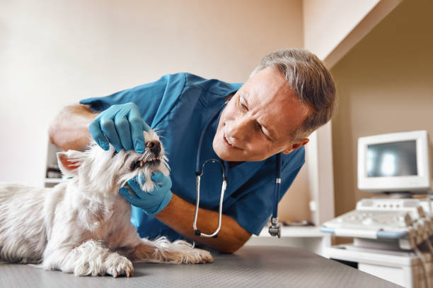 Best Same-Day Emergency Dentist in Collinsville, AL